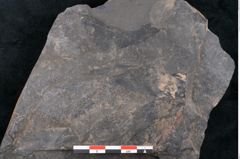 Foto (Detailansicht) von Cupanites novae zeelandiae Ettingshausen (NHMW-GEO-2024-0188-10254)